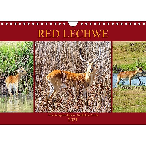 RED LECHWE Rote Sumpfantilope im Südlichen Afrika (Wandkalender 2021 DIN A4 quer), Barbara Fraatz