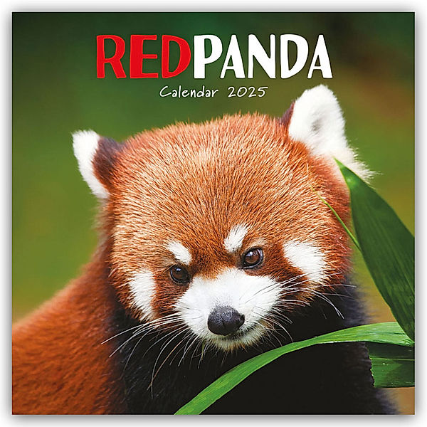 Red Panda - Rote Pandas - Rote Pandabären 2025 - Wand-Kalender, Carousel Calendar