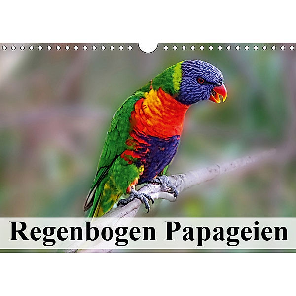 Regenbogen Papageien (Wandkalender 2019 DIN A4 quer), Elisabeth Stanzer