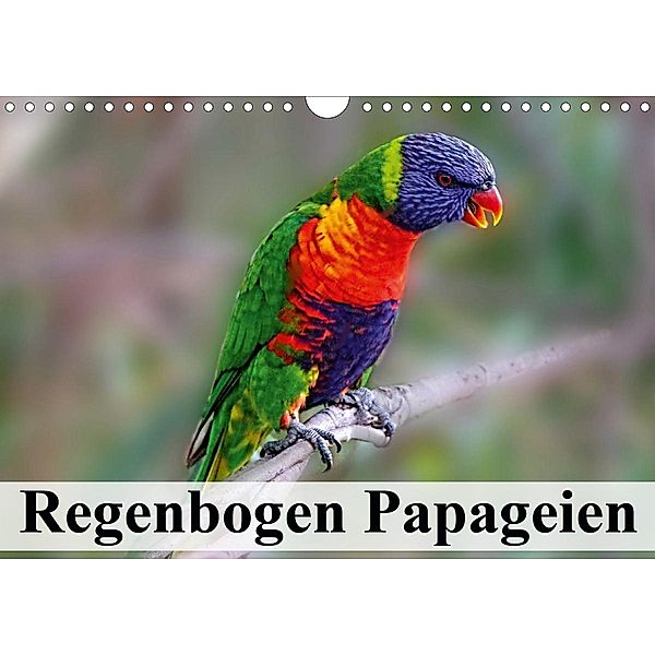 Regenbogen Papageien (Wandkalender 2020 DIN A4 quer), Elisabeth Stanzer