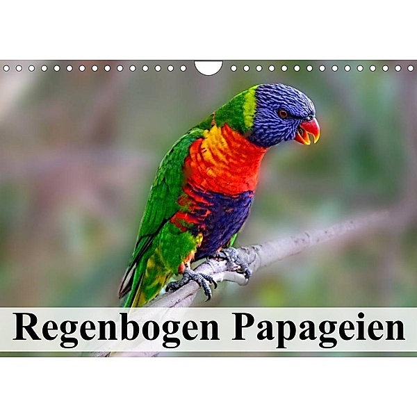 Regenbogen Papageien (Wandkalender 2023 DIN A4 quer), Elisabeth Stanzer