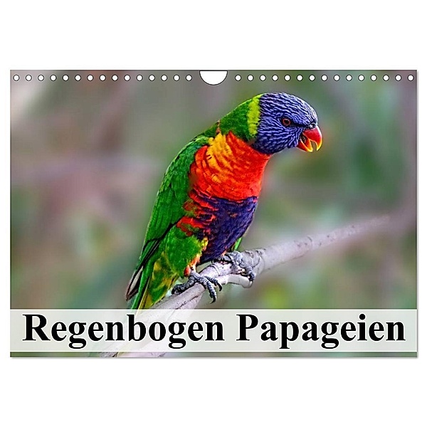 Regenbogen Papageien (Wandkalender 2024 DIN A4 quer), CALVENDO Monatskalender, Elisabeth Stanzer