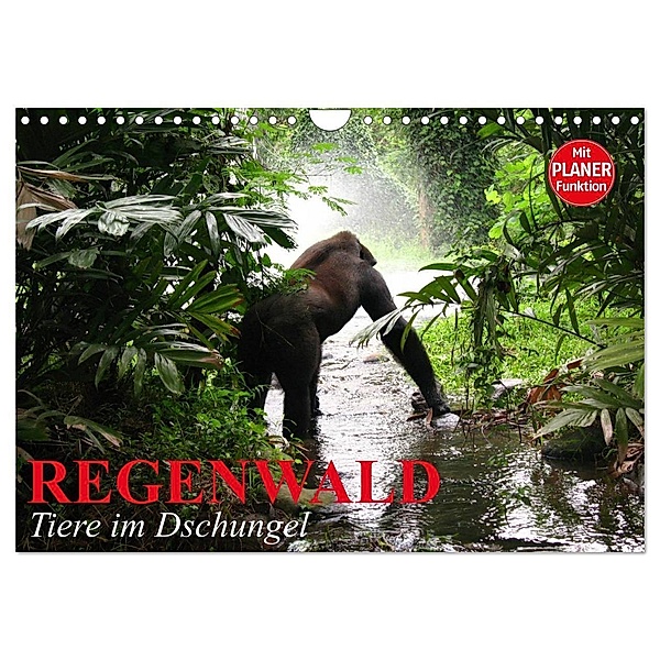 Regenwald. Tiere im Dschungel (Wandkalender 2024 DIN A4 quer), CALVENDO Monatskalender, Elisabeth Stanzer