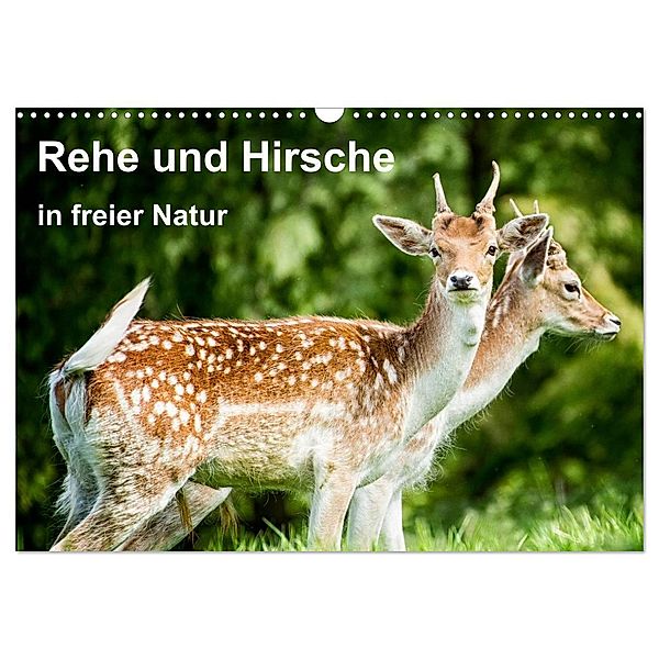 Rehe und Hirsche in freier Natur (Wandkalender 2024 DIN A3 quer), CALVENDO Monatskalender, Photoga Photography, Gabriela Wernicke-Marfo