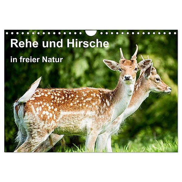 Rehe und Hirsche in freier Natur (Wandkalender 2024 DIN A4 quer), CALVENDO Monatskalender, Photoga Photography, Gabriela Wernicke-Marfo