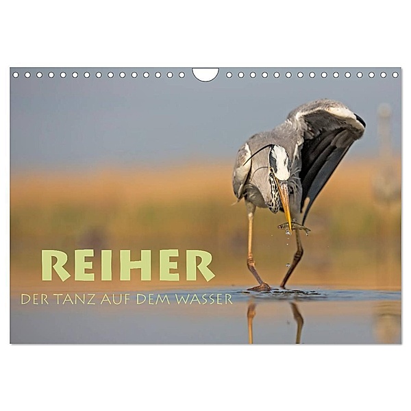 Reiher - Der Tanz auf dem Wasser (Wandkalender 2024 DIN A4 quer), CALVENDO Monatskalender, Stephan Peyer