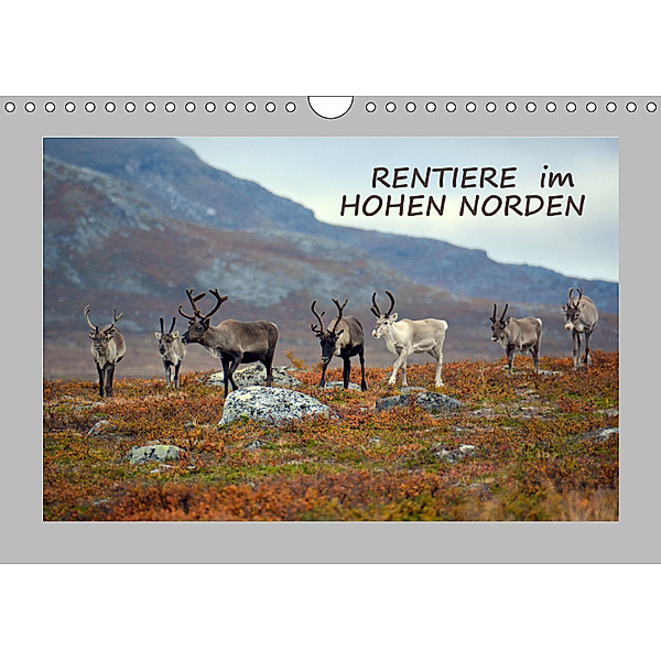 Rentiere im Hohen Norden (Wandkalender 2019 DIN A4 quer)