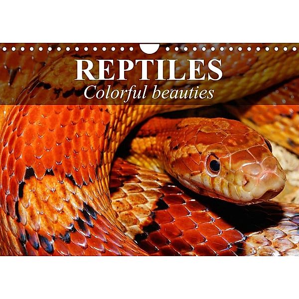 Reptiles Colorful beauties (Wall Calendar 2023 DIN A4 Landscape), Elisabeth Stanzer