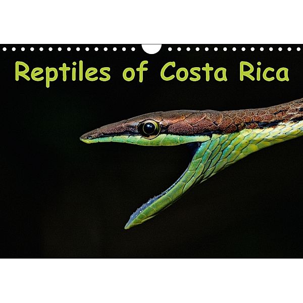 Reptiles of Costa Rica / UK-version (Wall Calendar 2018 DIN A4 Landscape), Stefan Dummermuth