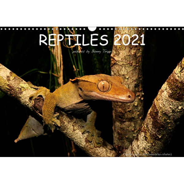 REPTILES / UK-Version (Wall Calendar 2021 DIN A3 Landscape), Benny Trapp