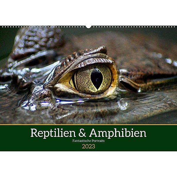 Reptilien & Amphibien Portraits (Wandkalender 2023 DIN A2 quer), Klaus Vartzbed