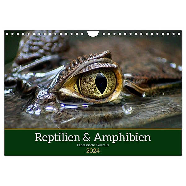 Reptilien & Amphibien Portraits (Wandkalender 2024 DIN A4 quer), CALVENDO Monatskalender, Klaus Vartzbed