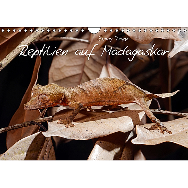 Reptilien auf Madagaskar (Wandkalender 2019 DIN A4 quer), Benny Trapp
