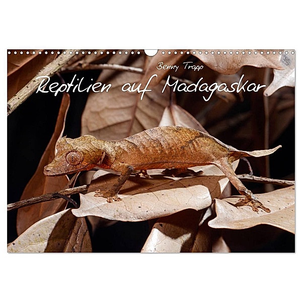 Reptilien auf Madagaskar (Wandkalender 2024 DIN A3 quer), CALVENDO Monatskalender, Benny Trapp