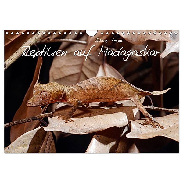 Reptilien auf Madagaskar (Wandkalender 2024 DIN A4 quer), CALVENDO Monatskalender, Benny Trapp
