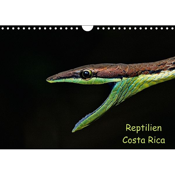 Reptilien Costa Rica (Wandkalender 2018 DIN A4 quer), Stefan Dummermuth