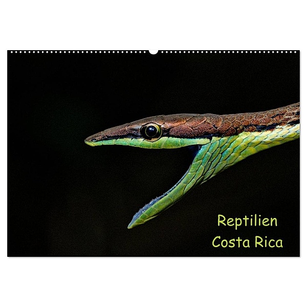 Reptilien Costa Rica (Wandkalender 2024 DIN A2 quer), CALVENDO Monatskalender, Stefan Dummermuth