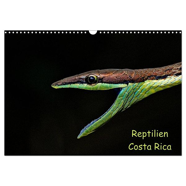 Reptilien Costa Rica (Wandkalender 2024 DIN A3 quer), CALVENDO Monatskalender, Stefan Dummermuth