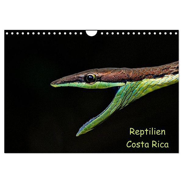 Reptilien Costa Rica (Wandkalender 2024 DIN A4 quer), CALVENDO Monatskalender, Stefan Dummermuth