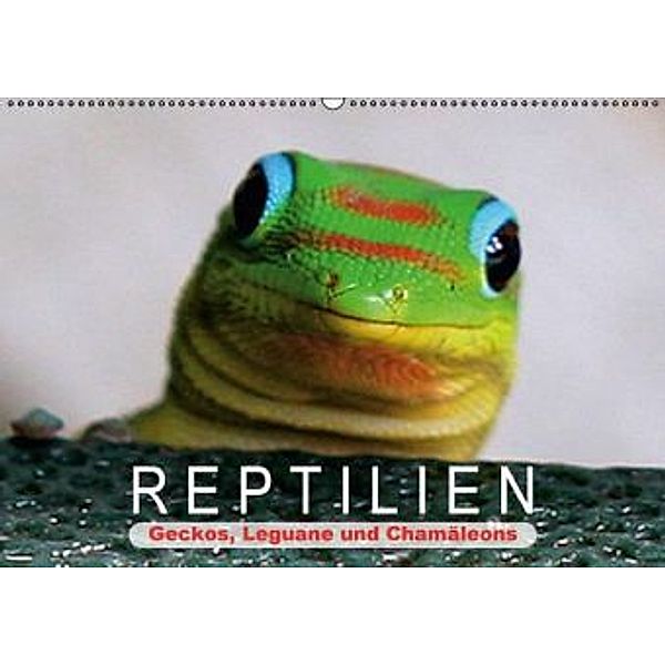 Reptilien - Geckos, Leguane und Chamäleons (Wandkalender 2016 DIN A2 quer), Calvendo