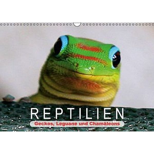 Reptilien - Geckos, Leguane und Chamäleons (Wandkalender 2016 DIN A3 quer), Calvendo