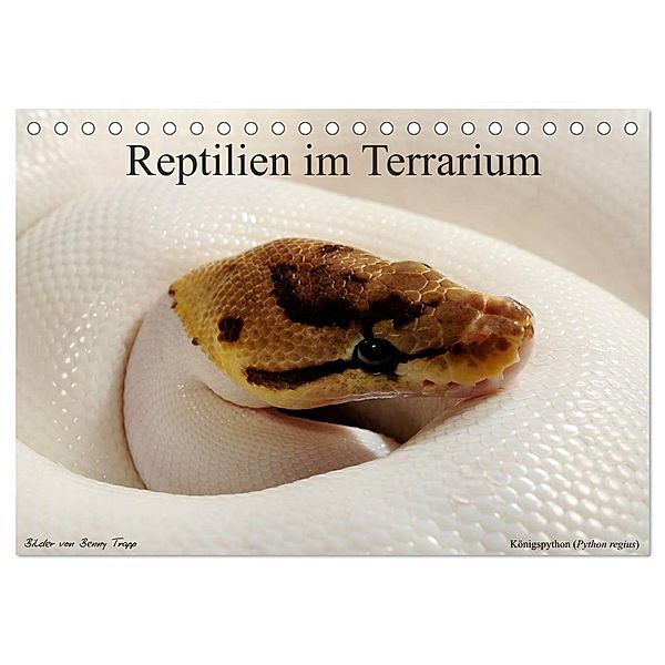 REPTILIEN IM TERRARIUM (Tischkalender 2024 DIN A5 quer), CALVENDO Monatskalender, Benny Trapp