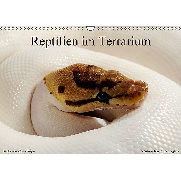 REPTILIEN IM TERRARIUM (Wandkalender 2018 DIN A3 quer), Benny Trapp