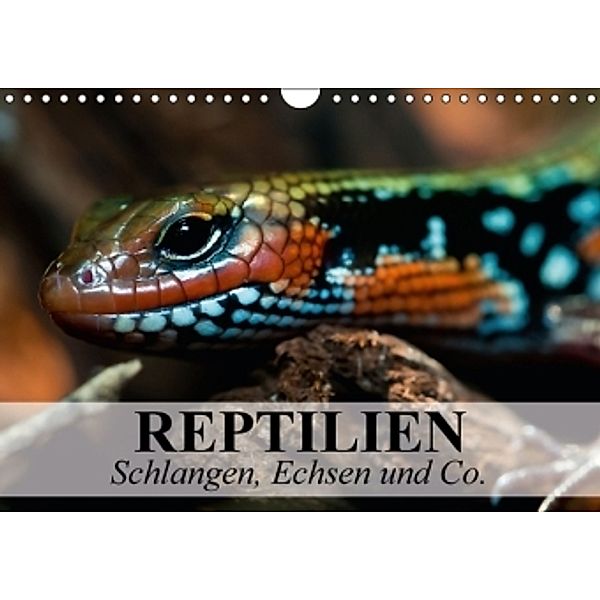 Reptilien Schlangen, Echsen und Co. (Wandkalender 2016 DIN A4 quer), Elisabeth Stanzer