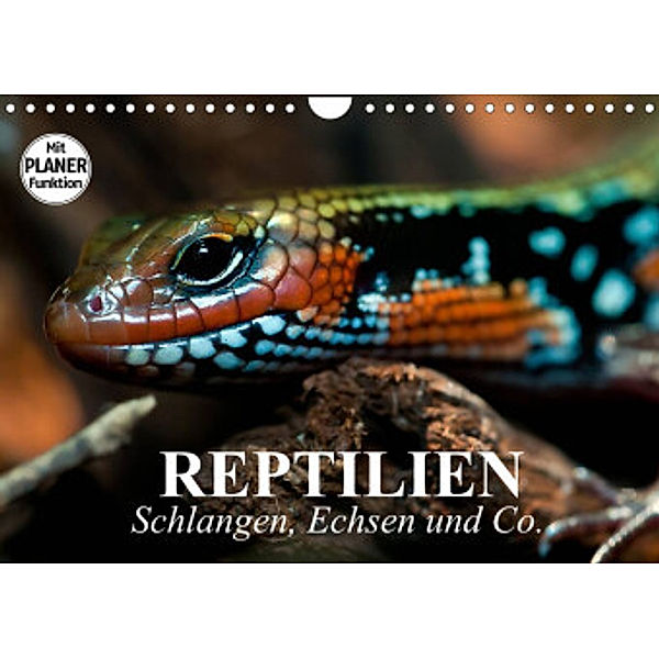 Reptilien. Schlangen, Echsen und Co. (Wandkalender 2022 DIN A4 quer), Elisabeth Stanzer