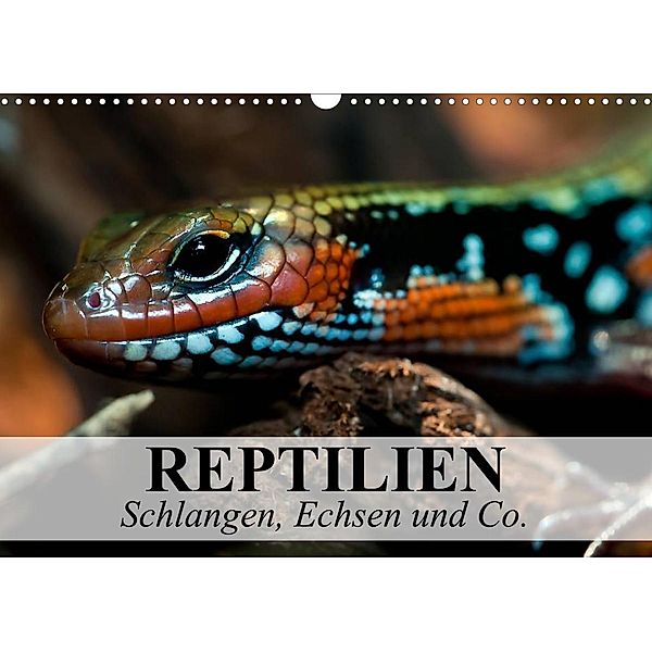 Reptilien Schlangen, Echsen und Co. (Wandkalender 2023 DIN A3 quer), Elisabeth Stanzer