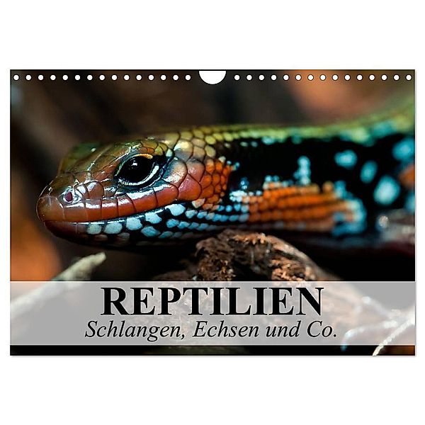 Reptilien Schlangen, Echsen und Co. (Wandkalender 2024 DIN A4 quer), CALVENDO Monatskalender, Elisabeth Stanzer