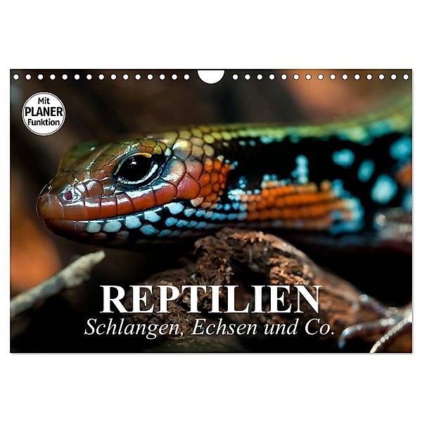 Reptilien. Schlangen, Echsen und Co. (Wandkalender 2024 DIN A4 quer), CALVENDO Monatskalender, Elisabeth Stanzer