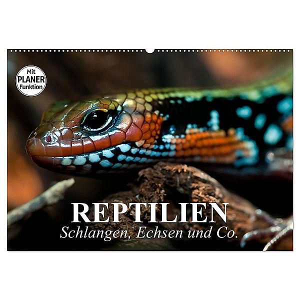 Reptilien. Schlangen, Echsen und Co. (Wandkalender 2025 DIN A2 quer), CALVENDO Monatskalender, Calvendo, Elisabeth Stanzer