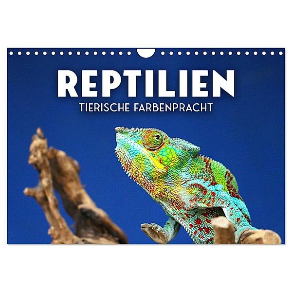 Reptilien - Tierische Farbenpracht (Wandkalender 2024 DIN A4 quer), CALVENDO Monatskalender, SF
