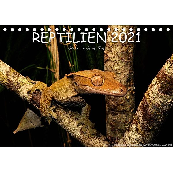 REPTILIEN (Tischkalender 2021 DIN A5 quer), Benny Trapp