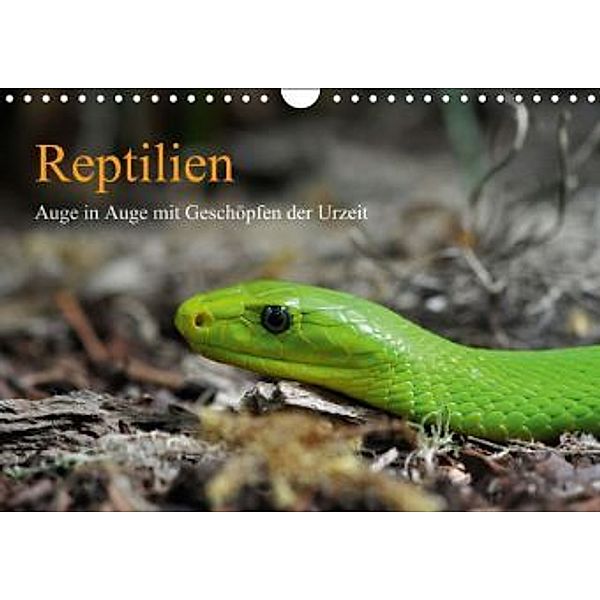 Reptilien (Wandkalender 2015 DIN A4 quer), Marion Awe