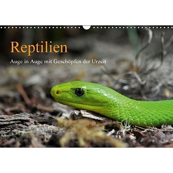 Reptilien (Wandkalender 2016 DIN A3 quer), Marion Awe