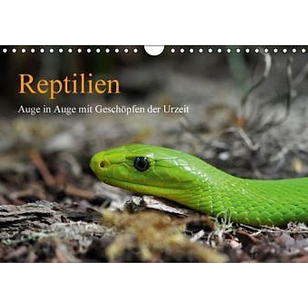 Reptilien (Wandkalender 2016 DIN A4 quer), Marion Awe