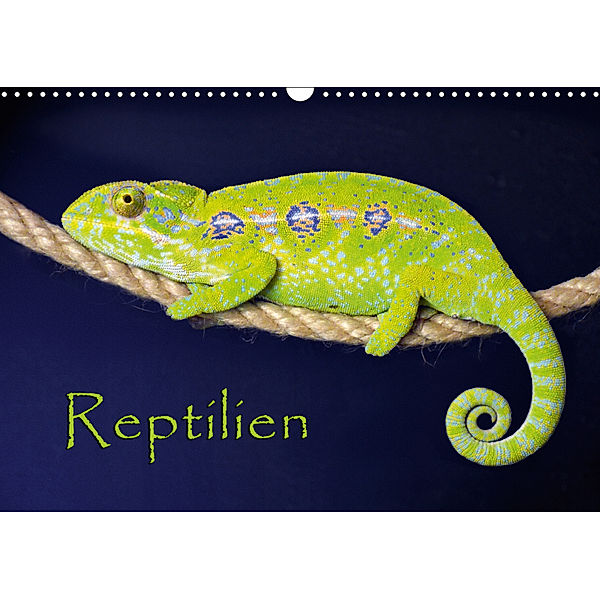 Reptilien (Wandkalender 2019 DIN A3 quer), der Sushi