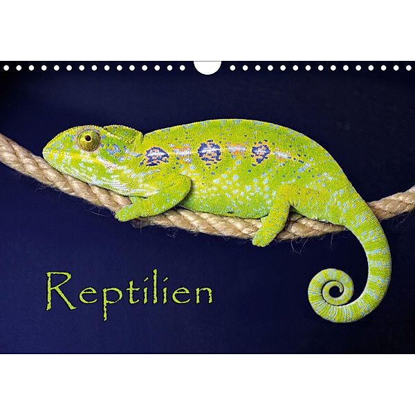 Reptilien (Wandkalender 2020 DIN A4 quer), der Sushi