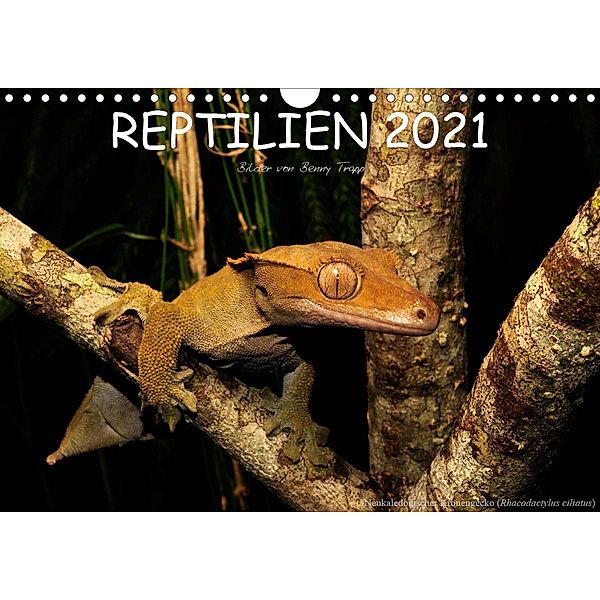 REPTILIEN (Wandkalender 2021 DIN A4 quer), Benny Trapp