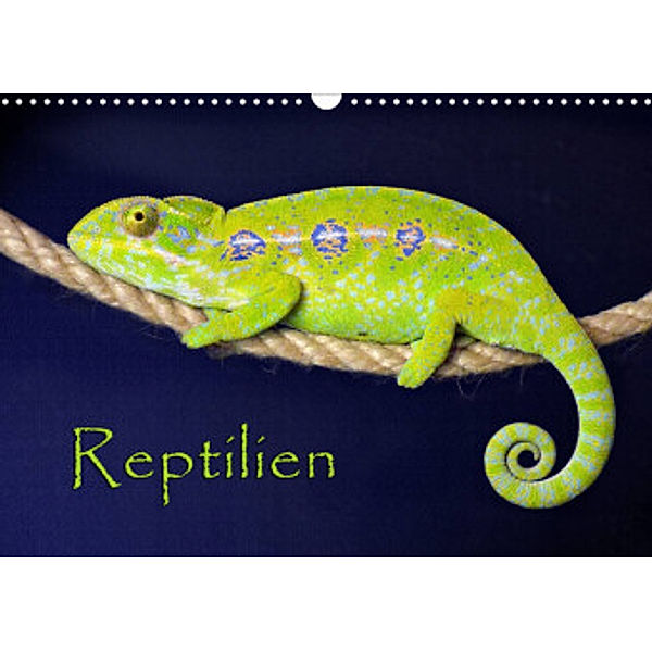 Reptilien (Wandkalender 2022 DIN A3 quer), der Sushi