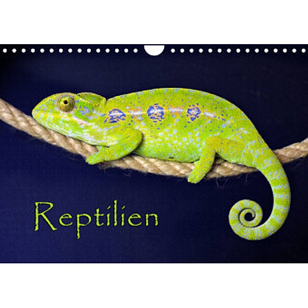 Reptilien (Wandkalender 2022 DIN A4 quer), der Sushi