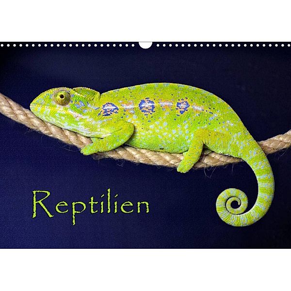 Reptilien (Wandkalender 2023 DIN A3 quer), der Sushi