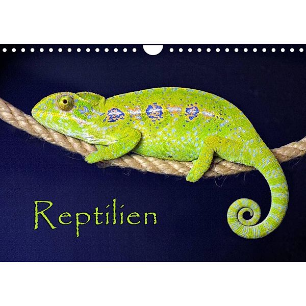 Reptilien (Wandkalender 2023 DIN A4 quer), der Sushi