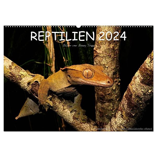 REPTILIEN (Wandkalender 2024 DIN A2 quer), CALVENDO Monatskalender, Benny Trapp