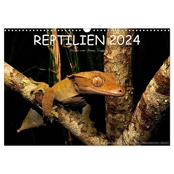 REPTILIEN (Wandkalender 2024 DIN A3 quer), CALVENDO Monatskalender, Benny Trapp