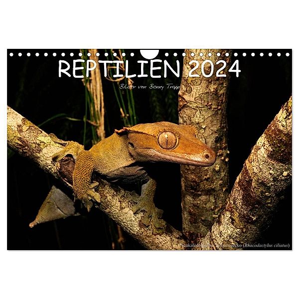 REPTILIEN (Wandkalender 2024 DIN A4 quer), CALVENDO Monatskalender, Benny Trapp