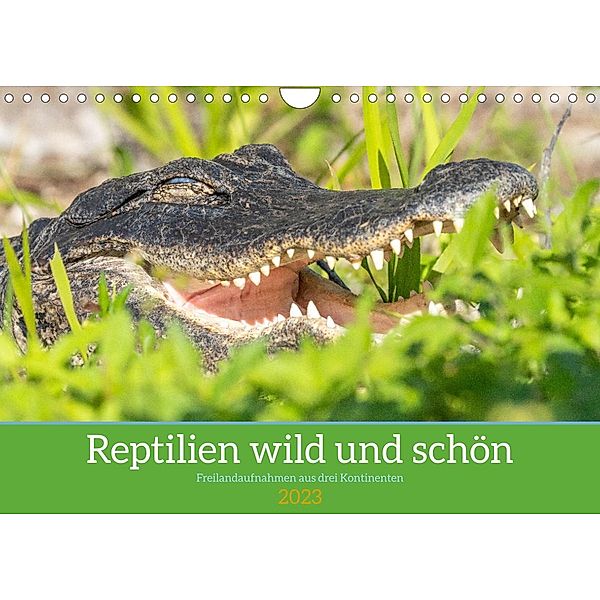 Reptilien wild und schön (Wandkalender 2023 DIN A4 quer), Bruno Pohl