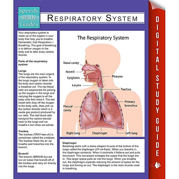 Respiratory System (Speedy Study Guides) / Dot EDU, Speedy Publishing